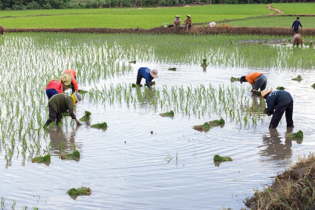 Thailändischer Landwirt auf dem Reisgebiet