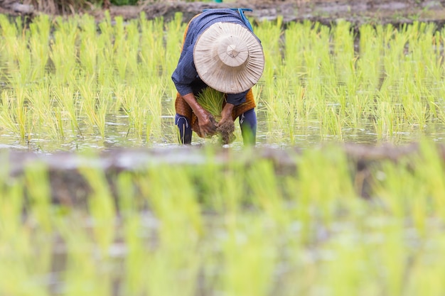 Thailändischer Landwirt, der Reis wächst