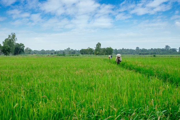 Thailändischer Landwirt zu Herbiziden oder chemischen Düngemitteln Ausrüstung auf dem grünen Reisanbau der Felder