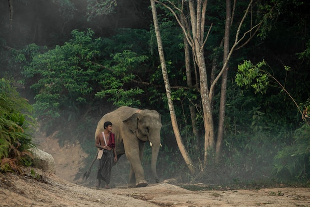 Thailändischer Mahout, der morgens mit Elefanten im Wald spazieren geht