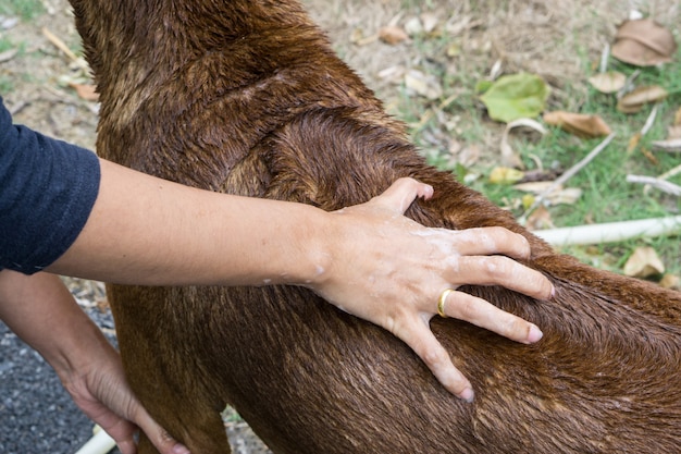 Foto thailändischer ridgeback hund, der eine dusche mit seife und wasser nimmt, brauner hund nehmen ein bad.