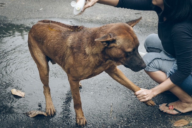 Foto thailändischer ridgeback hund, der eine dusche mit seife und wasser nimmt