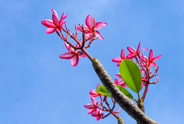 Thailändischer rosa Plumeria blüht auf dem blauen Himmel