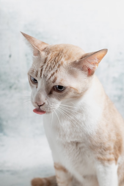 Thailändisches Katzenporträt Scharfes und schönes Licht.