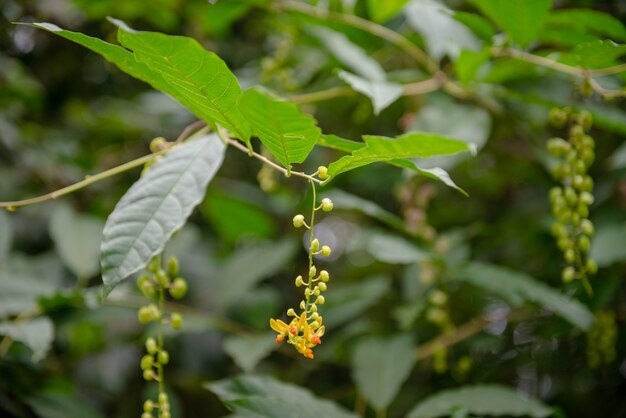 thailändisches Kraut im Wald