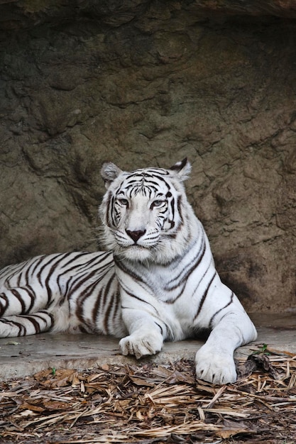 Foto thailand, bangkok, bangkok zoo, weißer bengaltiger (panthera tigris)