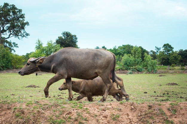 Thailand-Büffel auf dem Reisgebiet