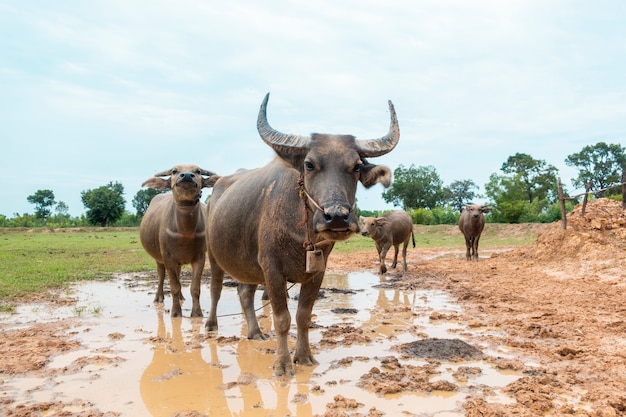 Thailand-Büffel auf dem Reisgebiet