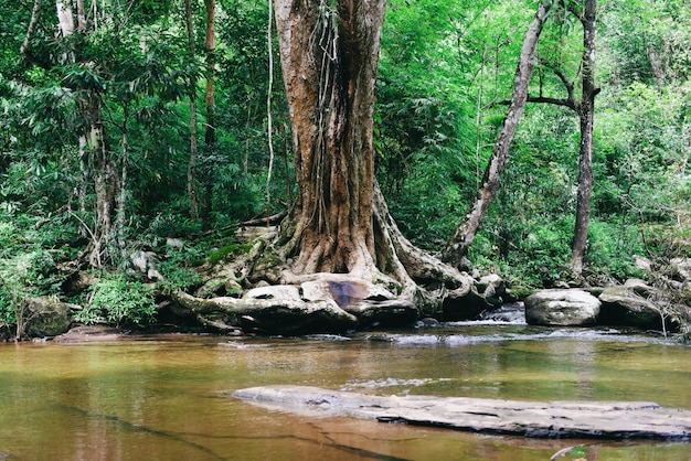 Thailand-Flussstromwald