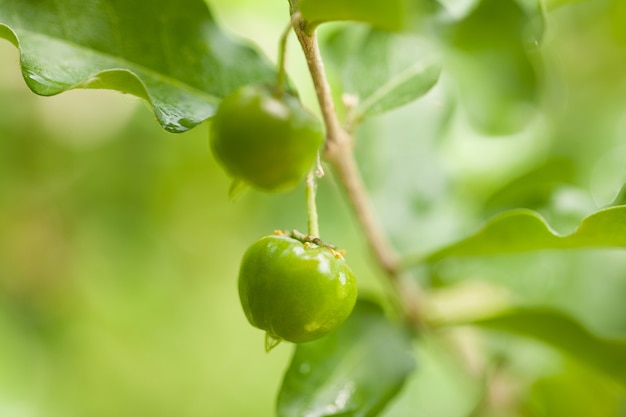 Thailand grüne Acerola-Kirsche.