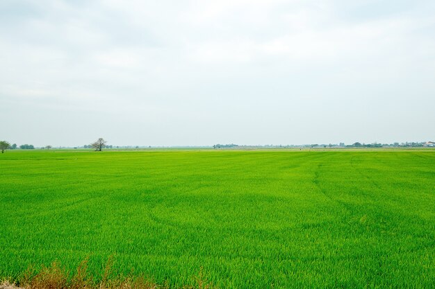 Thailand-grünes Feld, Weitwinkel