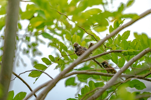 Thailand kleiner brauner Spatzvogel im Graden und im Park.