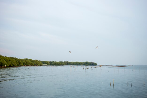 Thailand-Mangrovenwald im Verdammungspfosten.