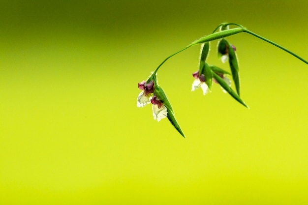 Thalia dealbata flor