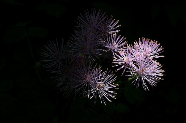 Thalictrum aquilegiifolium auf schwarzem Hintergrund