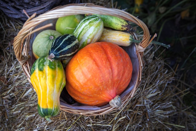 Thanksgiving-Wohnkultur mit Kürbissen, trockenen Kräutern und Blumen