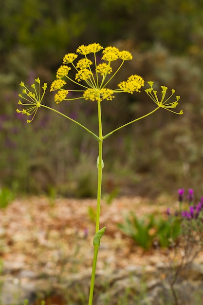 Foto thapsia (thapsia villosa)