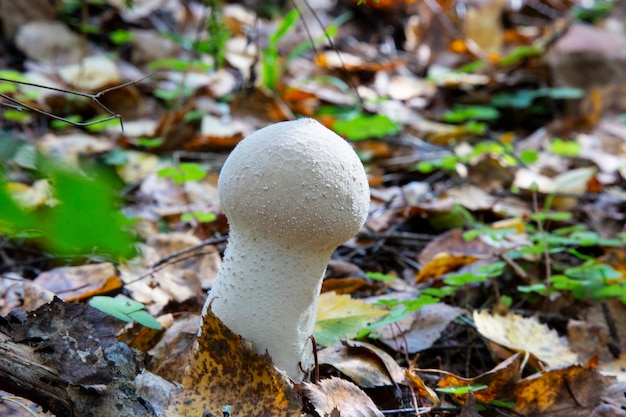 Foto the common puffball lycoperdon perlatum ou devil's snuff-box. os corpos de fruta podem ser comidos fatiando e fritando em massa ou ovo e pão ralado, ou usados em sopas.