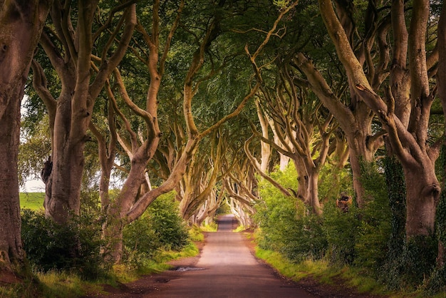 The Dark Hedges en Irlanda del Norte al atardecer