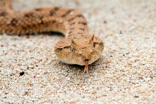 The Desert Hornet Viper Snake