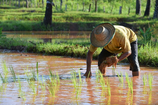 The Farmer plantando em uma fazenda de arroz em casca orgânico, na Tailândia