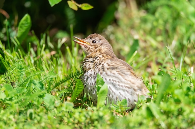 The fieldfare (turdus pilaris), espécie grande de tordo com abdômen branco