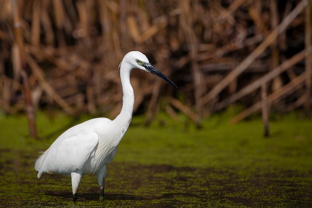 The Little White Heron está pescando Filmado en la desembocadura del río Kuban