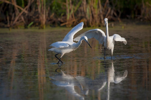 The Little White Heron está pescando Filmado en la desembocadura del río Kuban