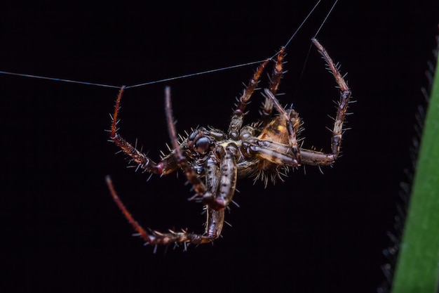 Foto the spider en la web