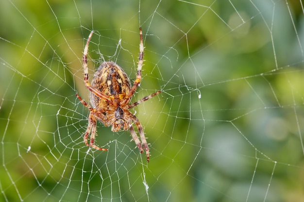The Walnut Orbweaver Spider Close de uma aranha em uma teia contra o fundo frondoso desfocado Uma aranha tecelã orb de nogueira de oito pernas fazendo uma teia de aranha na natureza cercada por árvores verdes