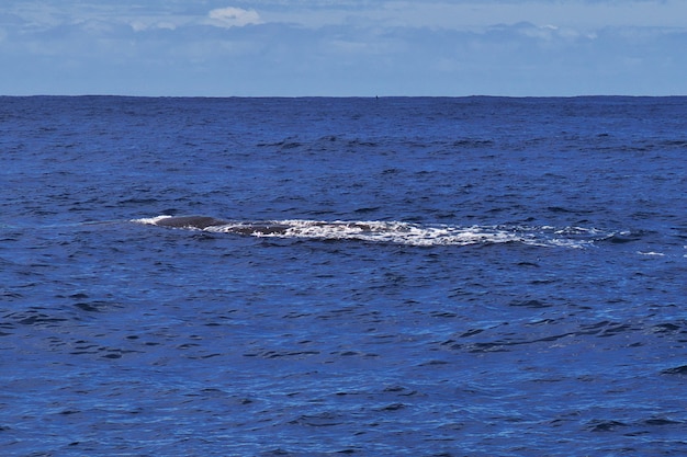 The whale safari en kaikoura, nueva zelanda