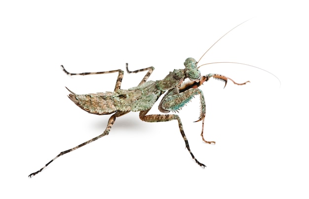 Theopompa SP, mantis religiosa,