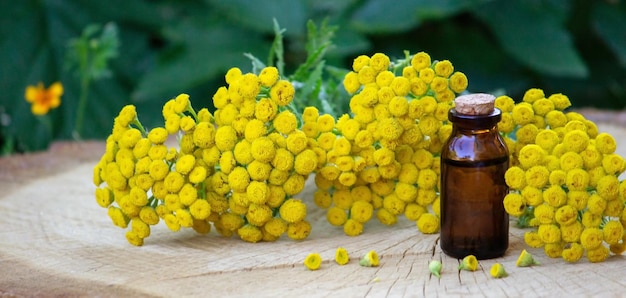 Ätherisches Öl aus der Immortelle-Pflanze Natur