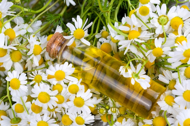 Ätherisches Öl in der Glasflasche mit frischen Kamillenblumen, Schönheitsbehandlung.