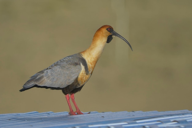 Foto theristicus melanopis: la bandurria del sur es una especie de ave pelecaniforme de la familia threskiornithidae.