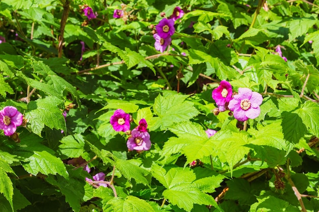 Thimbleberry Purpleflowering flor de frambuesa en un día soleado de verano al aire libre parque enfoque selectivo