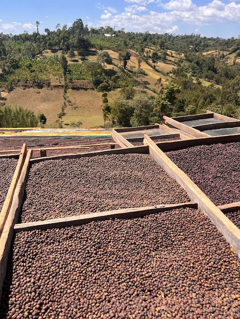 Äthiopische Kaffeekirschen liegen zum Trocknen in einer Trockenstation auf Bambushochbeeten in der Sonne Dieser Prozess ist der natürliche Prozess Bona Zuria Sidama Äthiopien Afrika