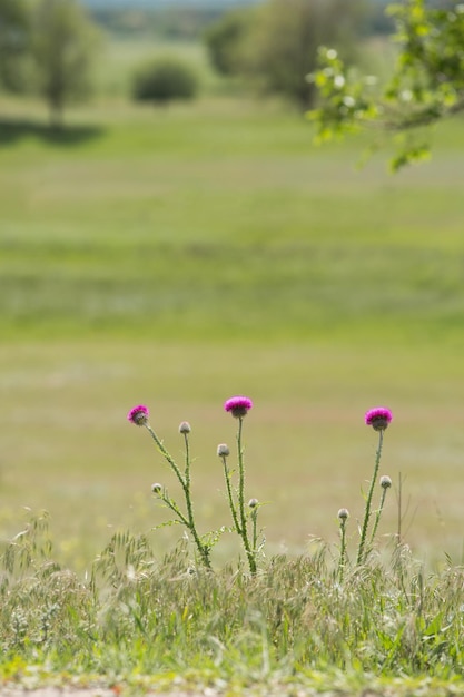 Thistle florece en un campo de flores de color púrpura brillante