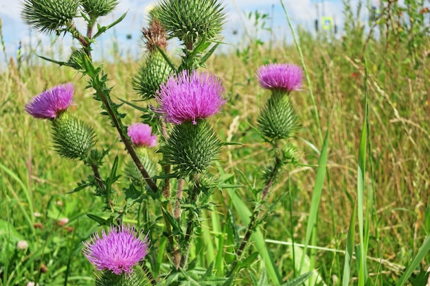 Thistle flower acanthus thistle es un símbolo de planta con flores de Escocia