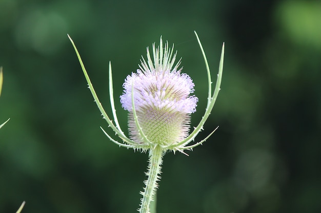 Foto thistle gone to seed