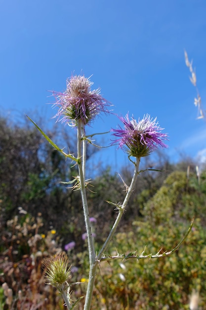 Thistle (Lamyropsis microcephala) na Sardenha