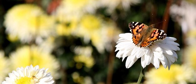 Thistle mariposa Vanessa cardui se sienta en una flor de crisantemo blanco contra un fondo borroso