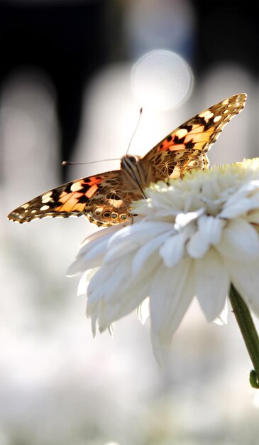 Thistle mariposa Vanessa cardui se sienta en una flor de crisantemo blanco contra un fondo borroso