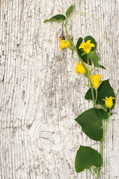 Thladiantha Dubia auf dem alten hölzernen Hintergrund