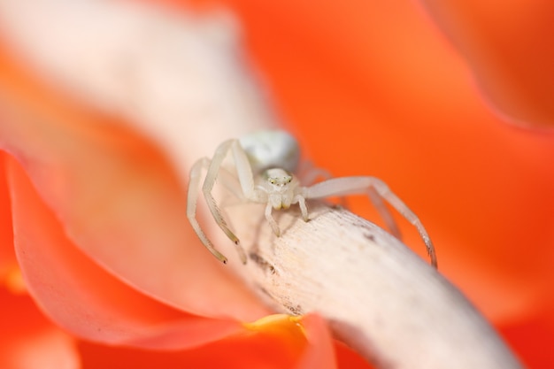 Thomisus araña blanca sobre una rosa naranja