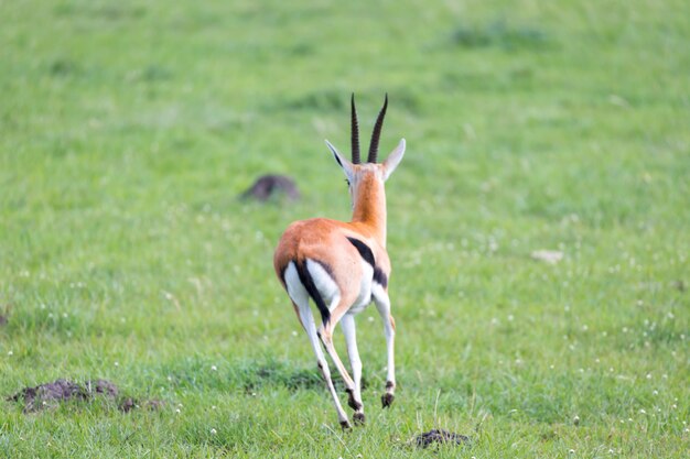 Thomson Gazelle in der kenianischen Savanne inmitten einer grasbewachsenen Landschaft