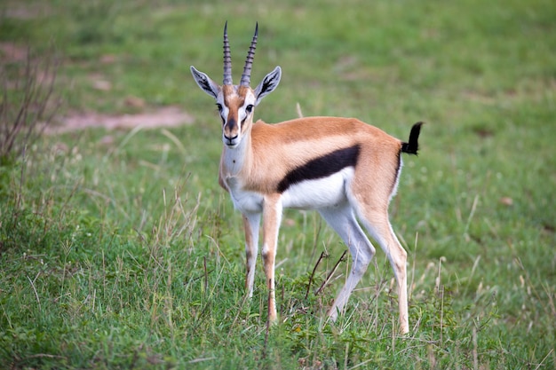 Thomson Gazelle na savana entre grama