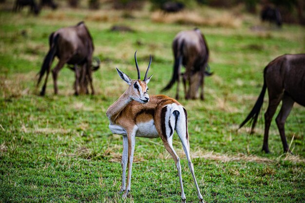 Thomsons Gazelle Springbok Wildtiere Säugetiere Savanne Grasland Maasai Mara National Game Res