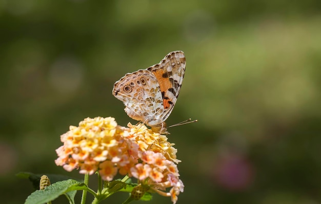 Thorn Butterfly (Vanessa cardui) em verbena