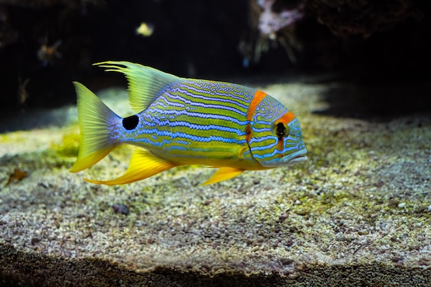 Threadfin pargo symphorichthys spilurus peces bajo el agua en el mar